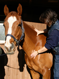 Veterinary Physiotherapy